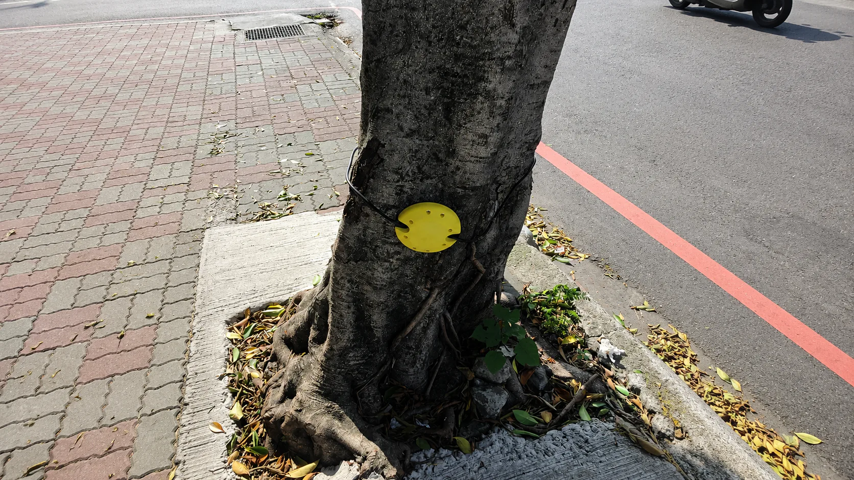 Smart Roadside Tree-Fall Prevention: Early Warning for Public Safety in Taiwan — on-site photo 1