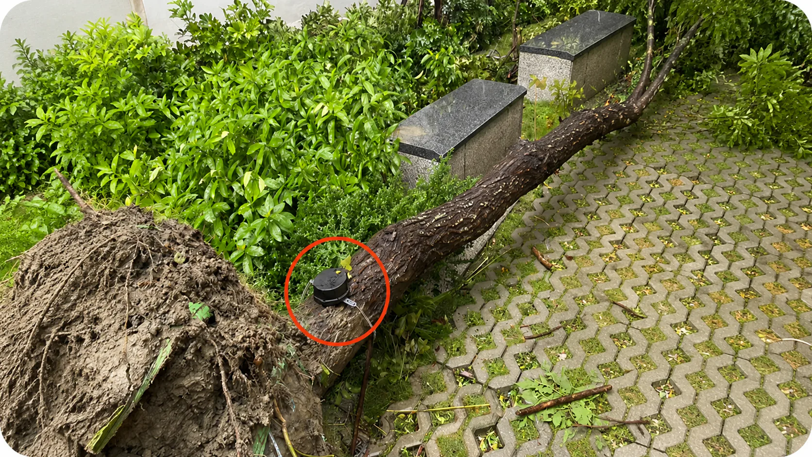 Smart Roadside Tree-Fall Prevention: Early Warning for Public Safety in Taiwan — on-site photo 3