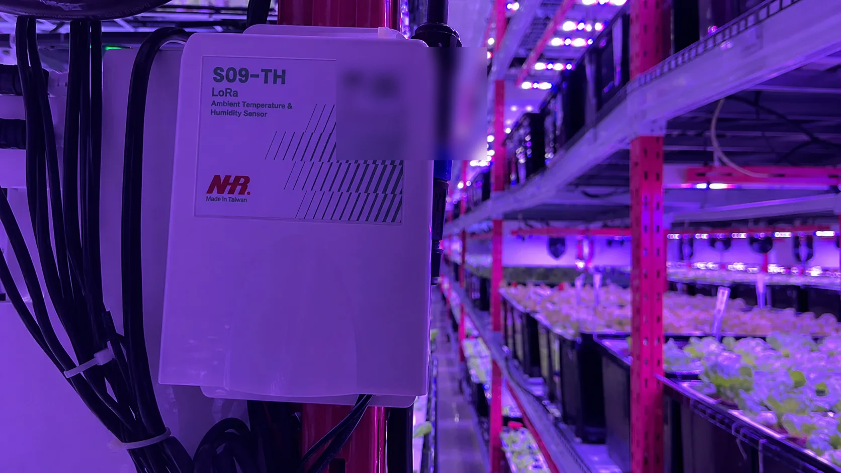 智慧垂直農場監測:新加坡穩定生產與參數管理實踐|現場照片 2