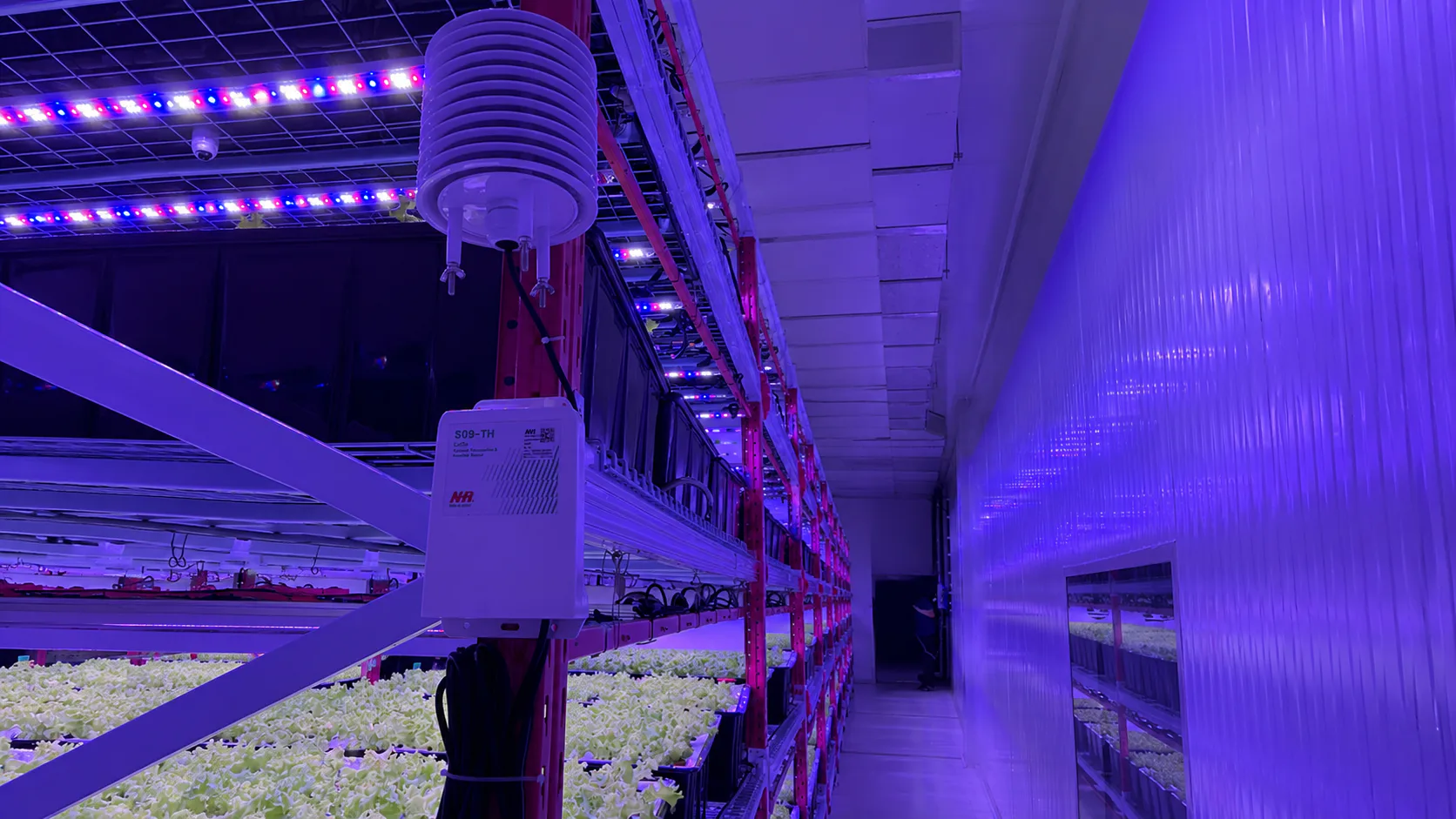 智慧垂直農場監測:新加坡穩定生產與參數管理實踐|現場照片 6